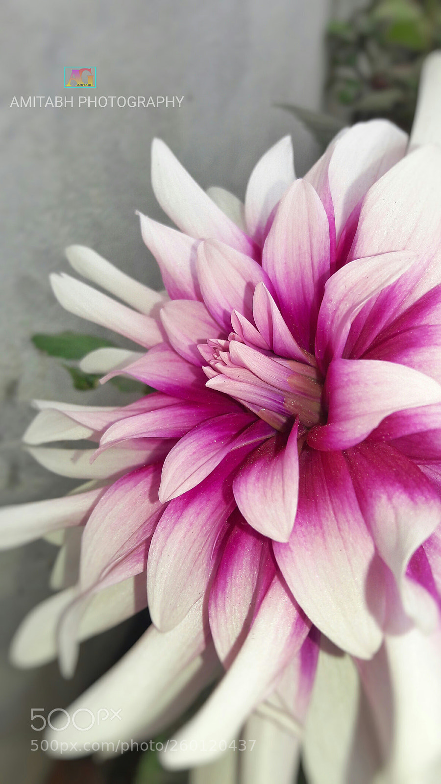 Samsung Galaxy J7 sample photo. Flower photography