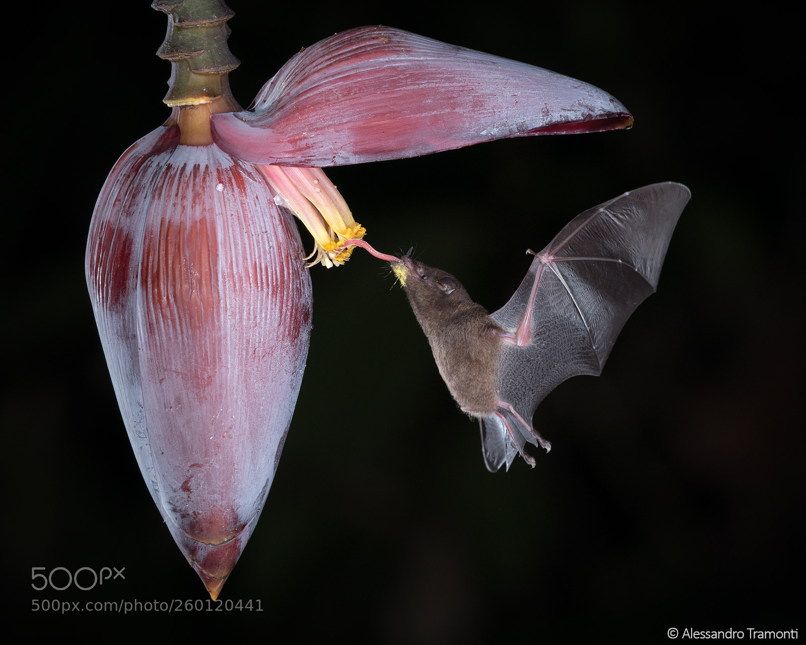 Canon EOS 5D Mark IV sample photo. Bat photography