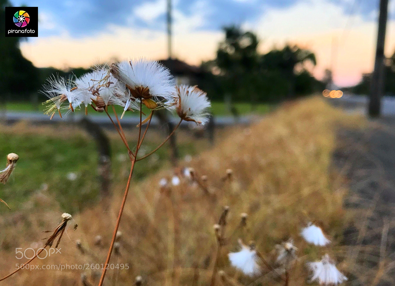 Apple iPhone 7 sample photo. Piranafoto brazil instagram piranafoto.photography photography