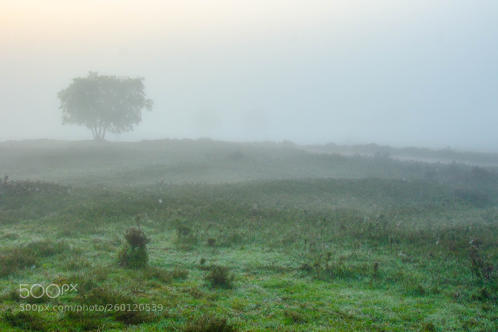 Nikon D7000 sample photo. Dreamy in mist photography