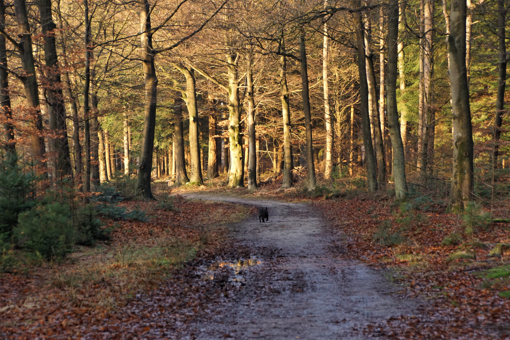 Sony SLT-A68 sample photo. Zonlicht in het bos photography