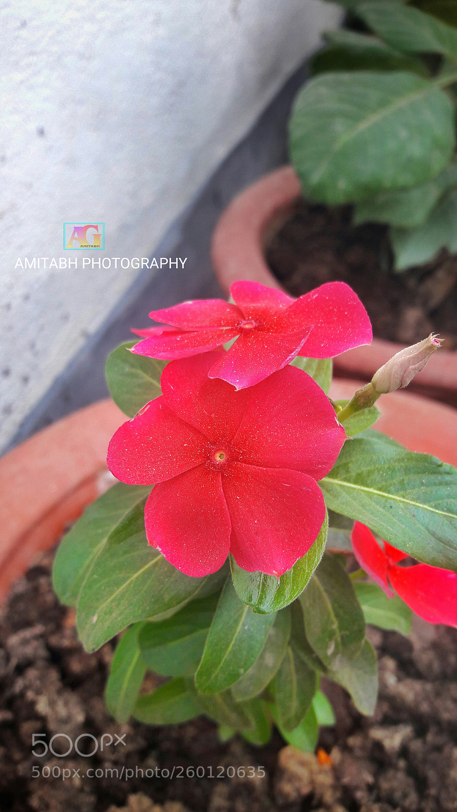 Samsung Galaxy J7 sample photo. Flower photography