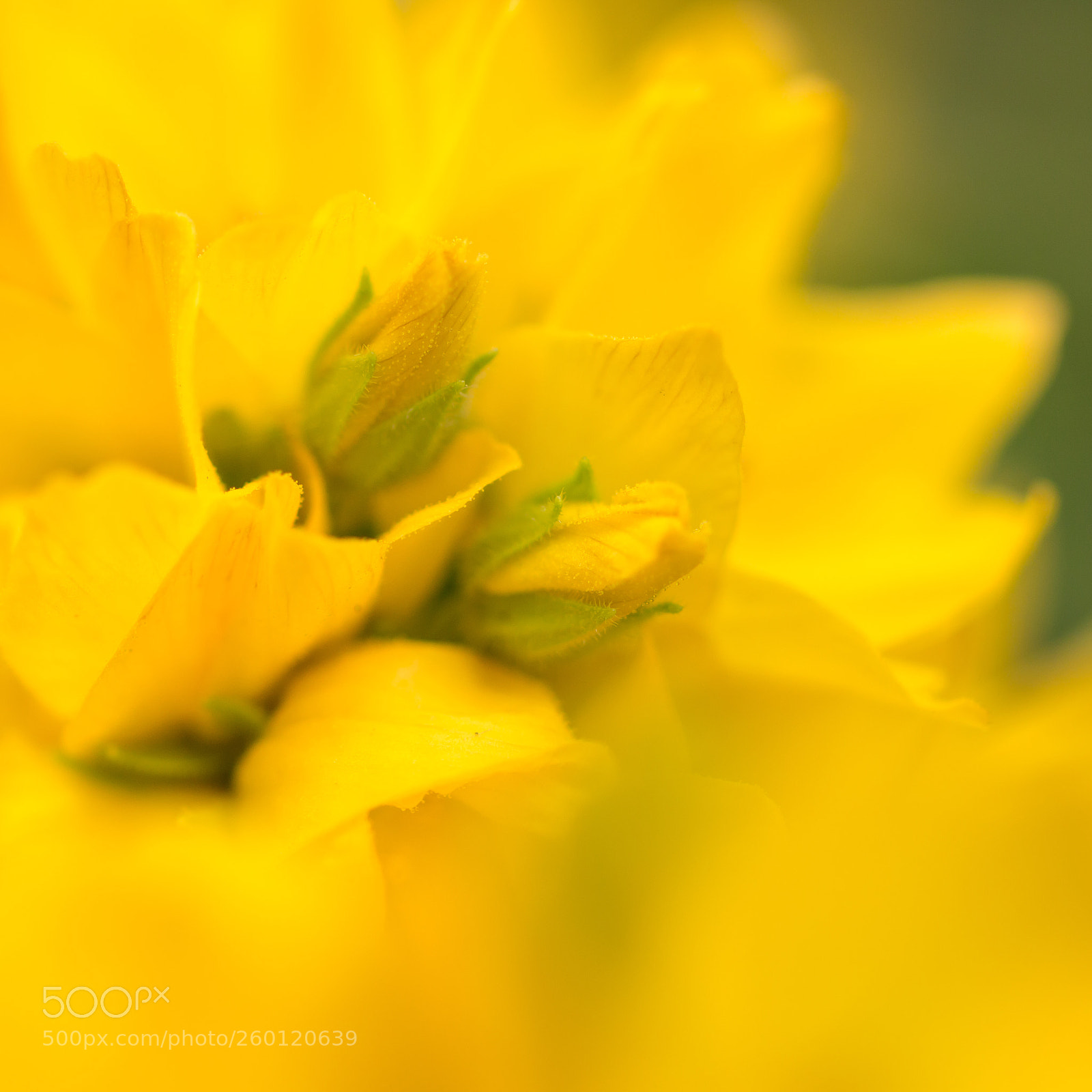 Canon EOS 70D sample photo. A yellow dream photography
