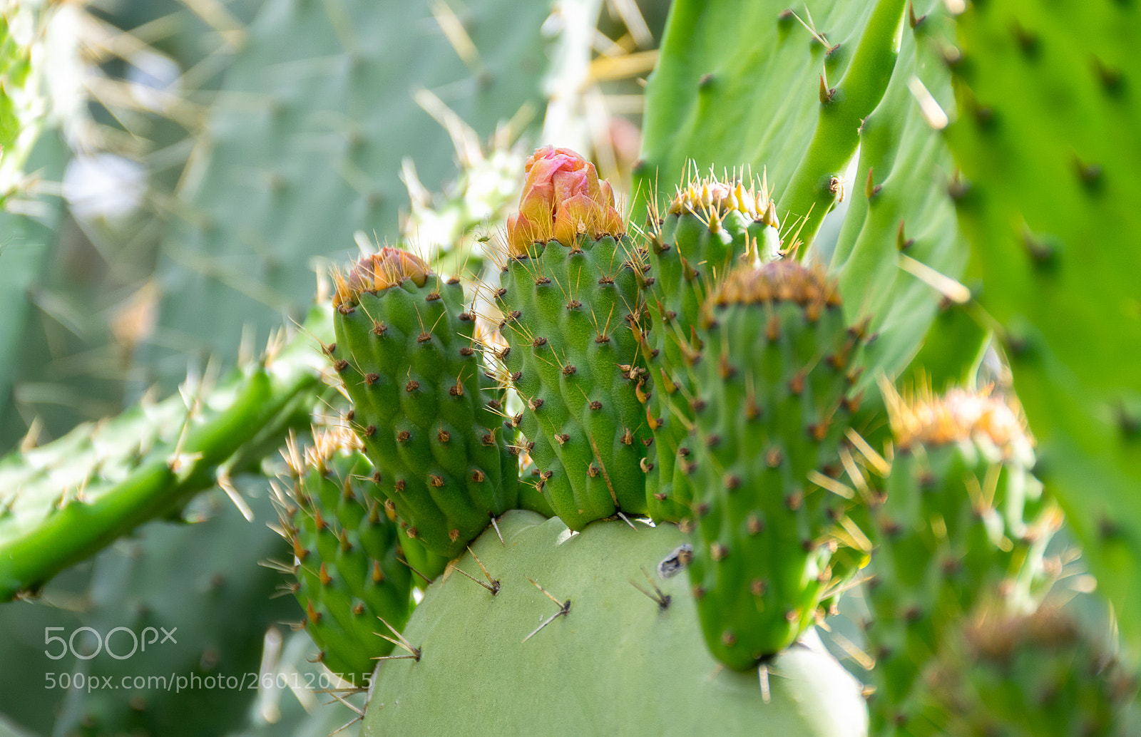 Nikon D5300 sample photo. Prickly pear flower photography