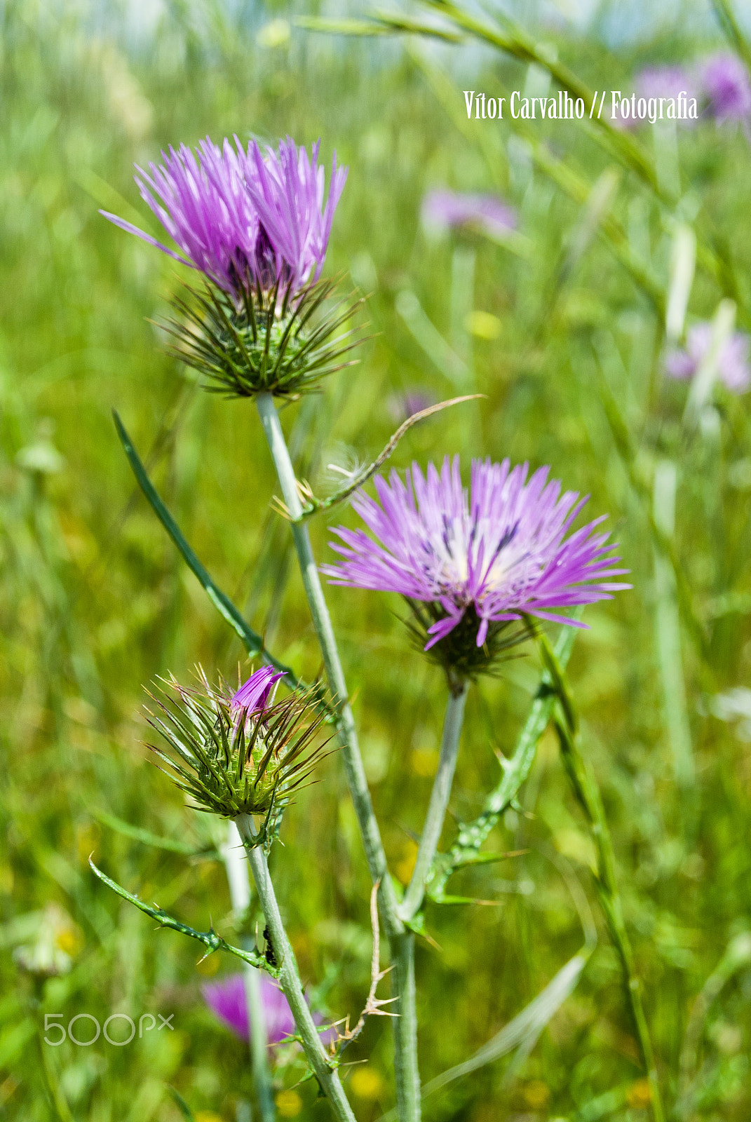 Nikon 1 J1 sample photo. Flores campestres photography