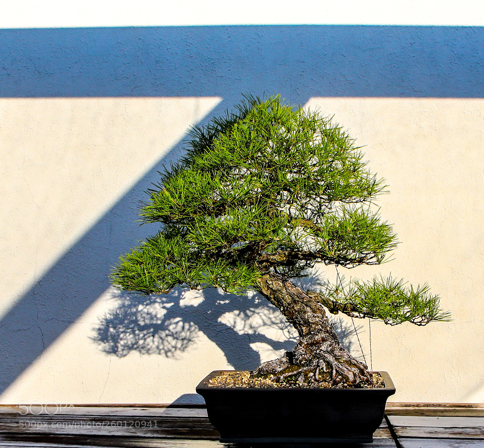 Canon EOS 5D Mark IV sample photo. Embassy portfolio: bonsai photography