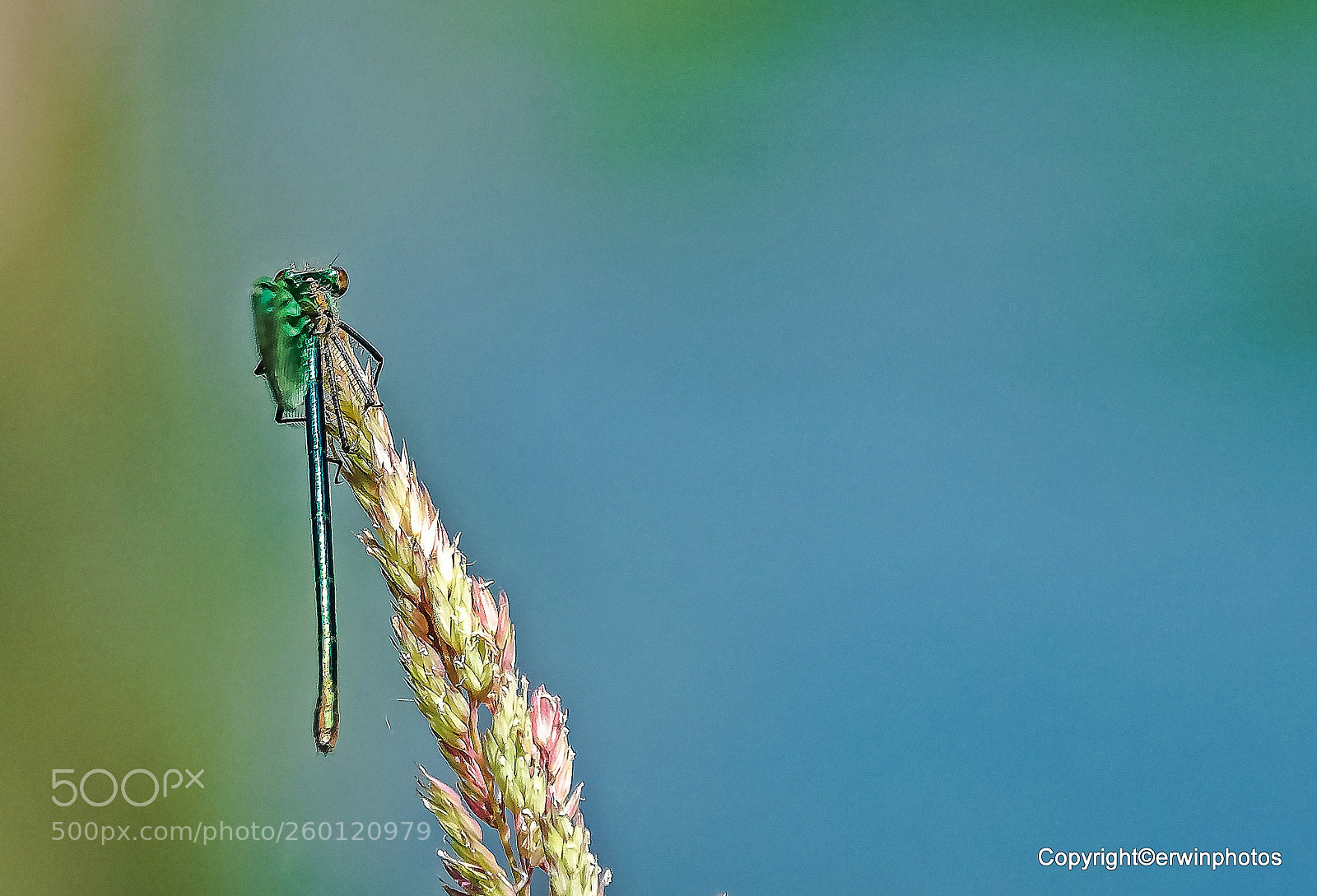 Nikon D7100 sample photo. Azurblaue stablibelle photography