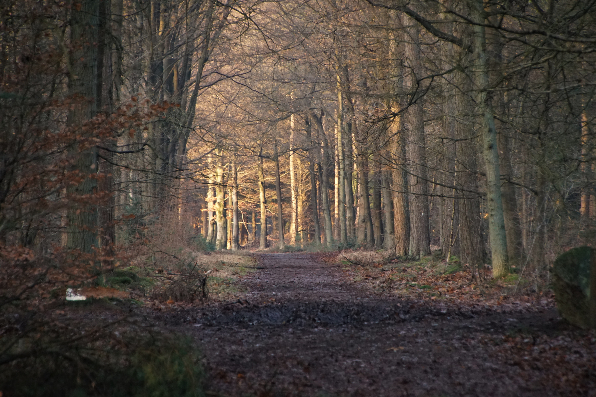 Sony SLT-A68 sample photo. Zonlicht op het bospad photography