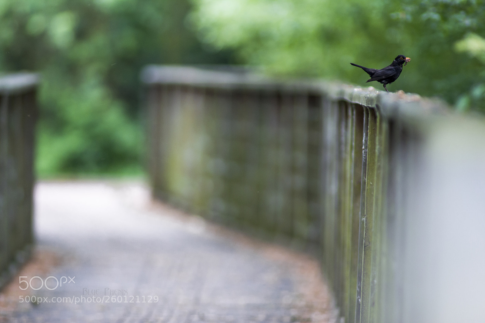 Canon EOS 550D (EOS Rebel T2i / EOS Kiss X4) sample photo. Blackbird photography