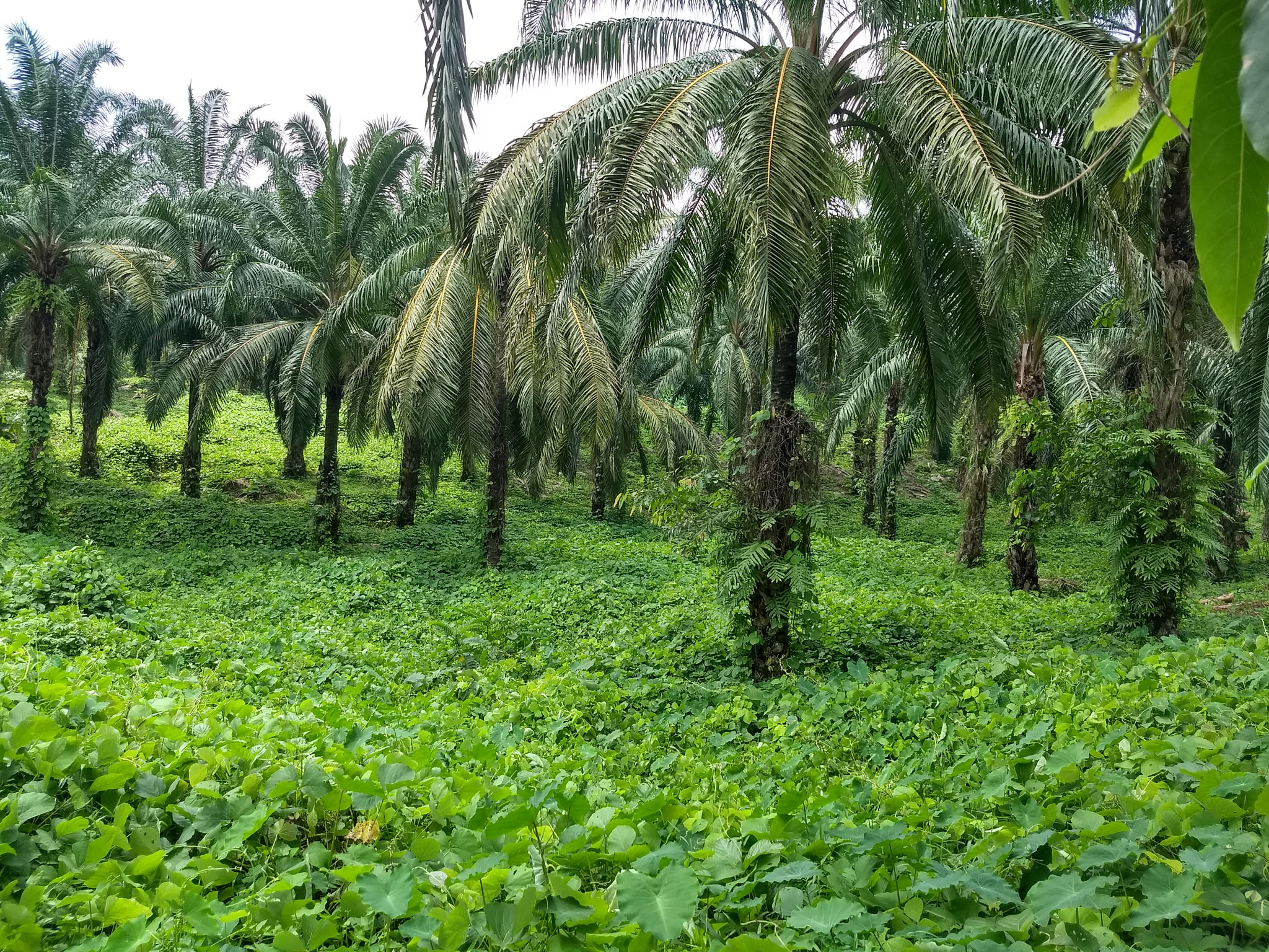 Motorola Moto G (5) Plus sample photo. Grassy😎 photography