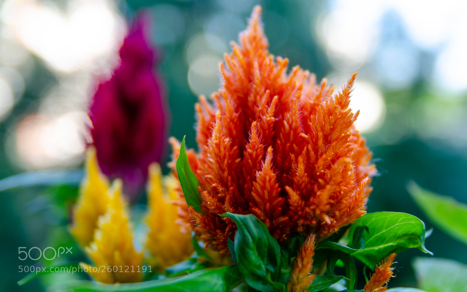 Nikon D5100 sample photo. Flower flame photography