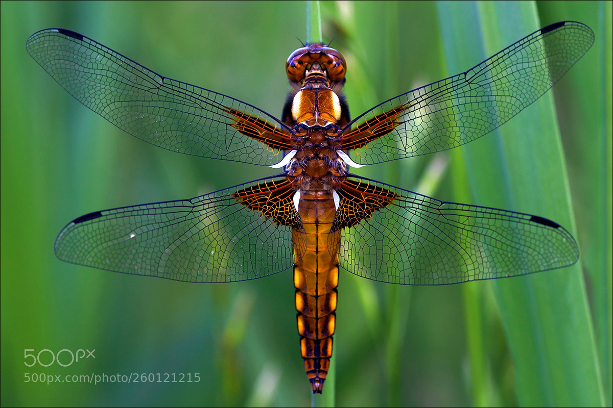 Canon EOS 5D Mark II sample photo. Symmetry photography