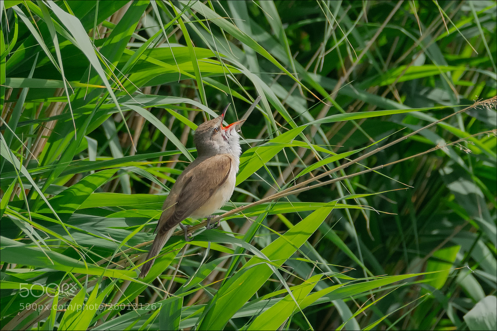 Nikon D850 sample photo. Another great reed warbler photography