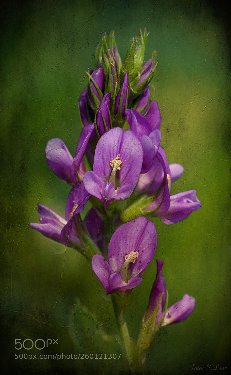 Canon EOS 650D (EOS Rebel T4i / EOS Kiss X6i) sample photo. Like an artistic painting photography
