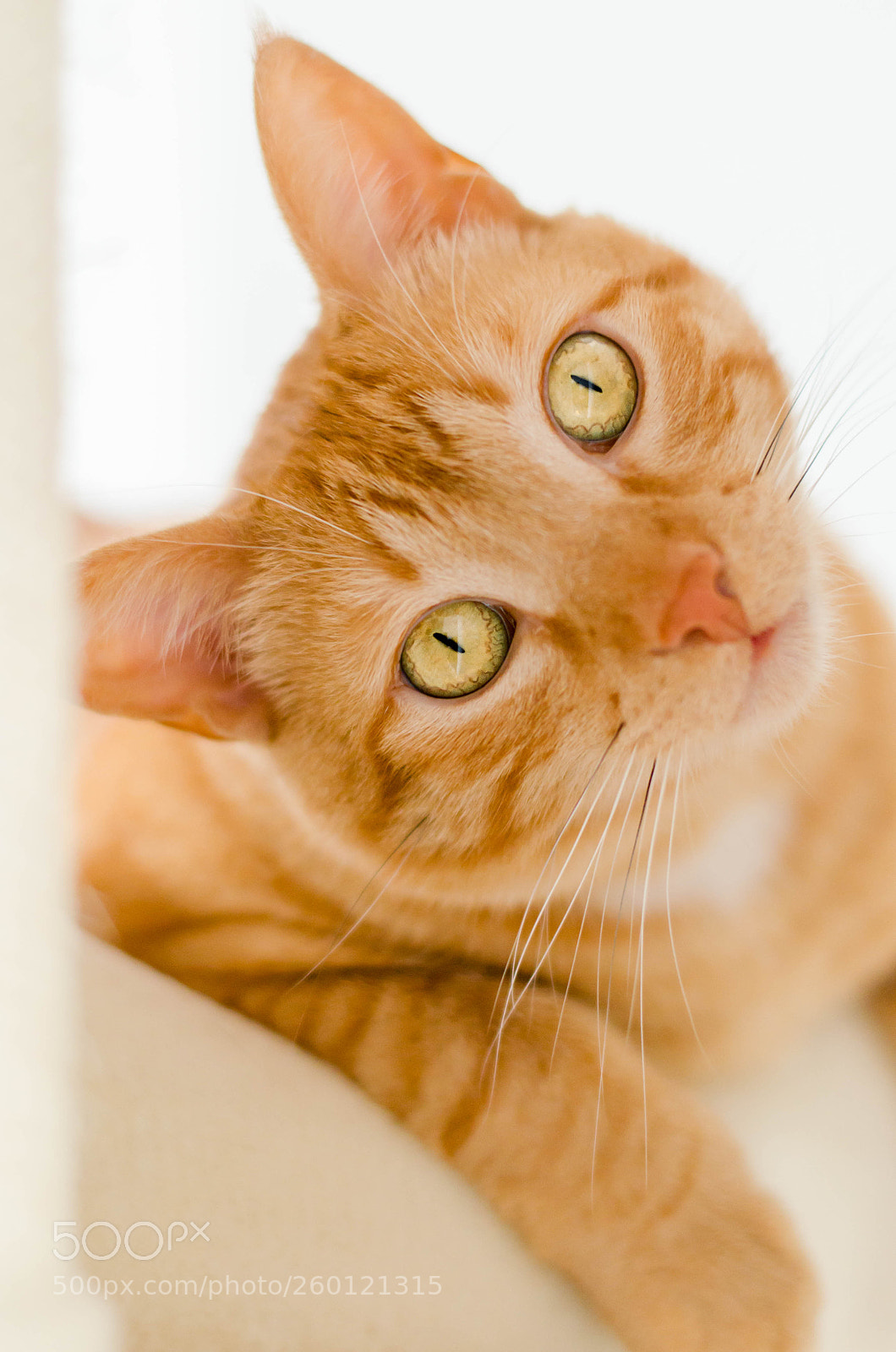 Nikon D5100 sample photo. Gossip cat photography