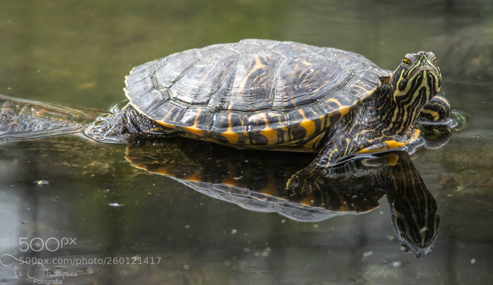 Nikon D7200 sample photo. Feeling the sun photography