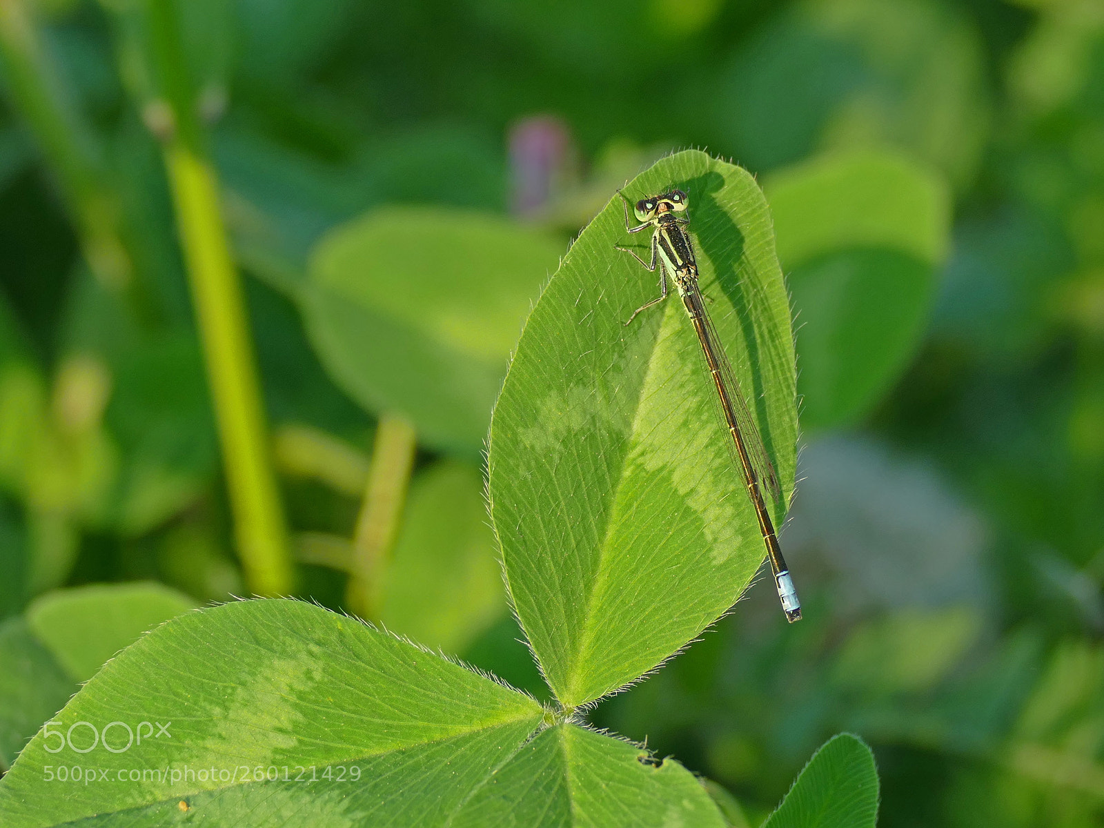 Panasonic Lumix DMC-FZ1000 sample photo. Damselfly photography