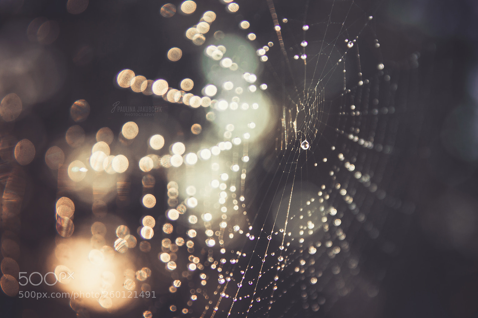 Canon EOS 70D sample photo. Spider's web photography