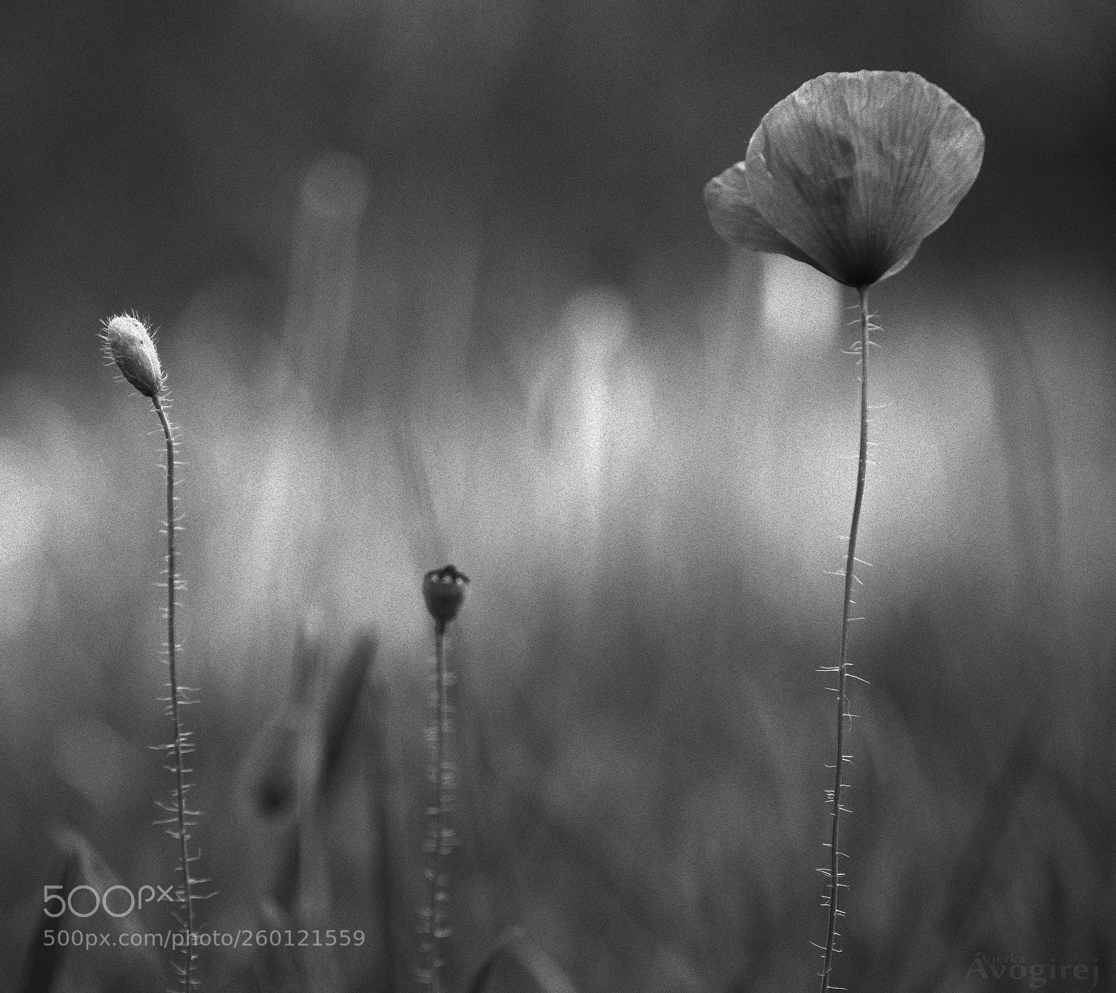 Nikon D5000 sample photo. .poppy photography