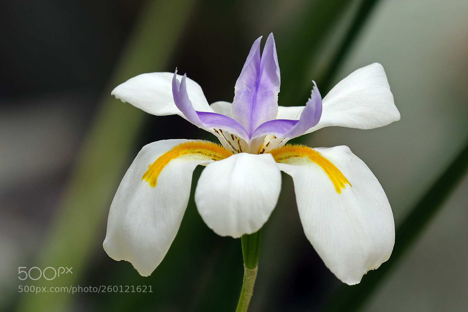Canon EOS 5D Mark IV sample photo. Fairy iris (dietes grandiflora) photography