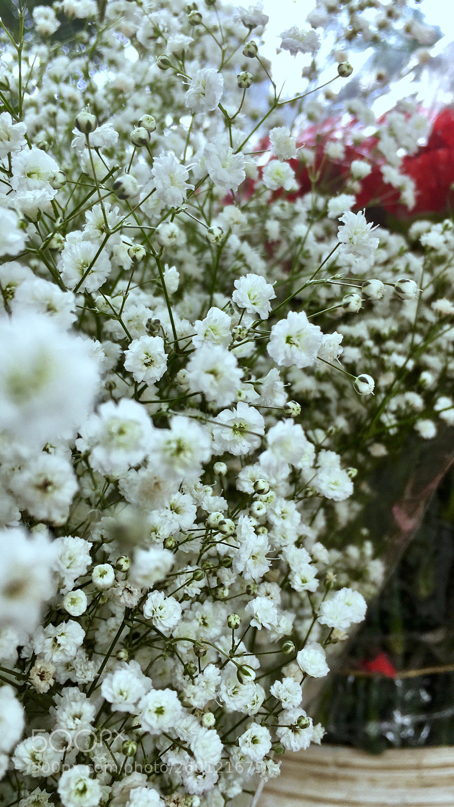 Apple iPhone 6s sample photo. Eternal spring flowers 2 photography