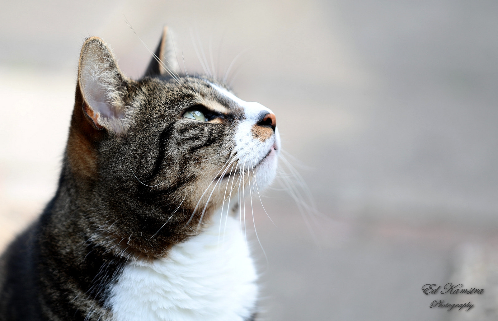 Canon EF 100mm F2.8L Macro IS USM sample photo. Mr hansie the cat. photography