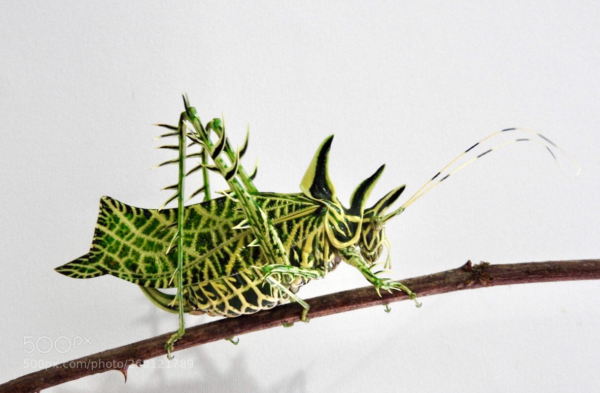 Nikon Coolpix P610 sample photo. Thorny cricket photography