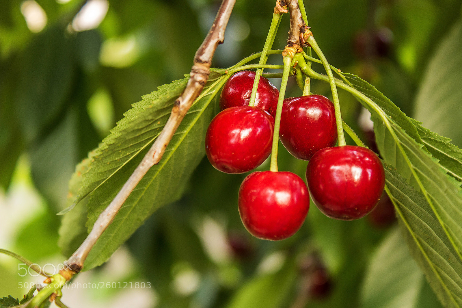 Canon EOS 750D (EOS Rebel T6i / EOS Kiss X8i) sample photo. Details in the garden photography