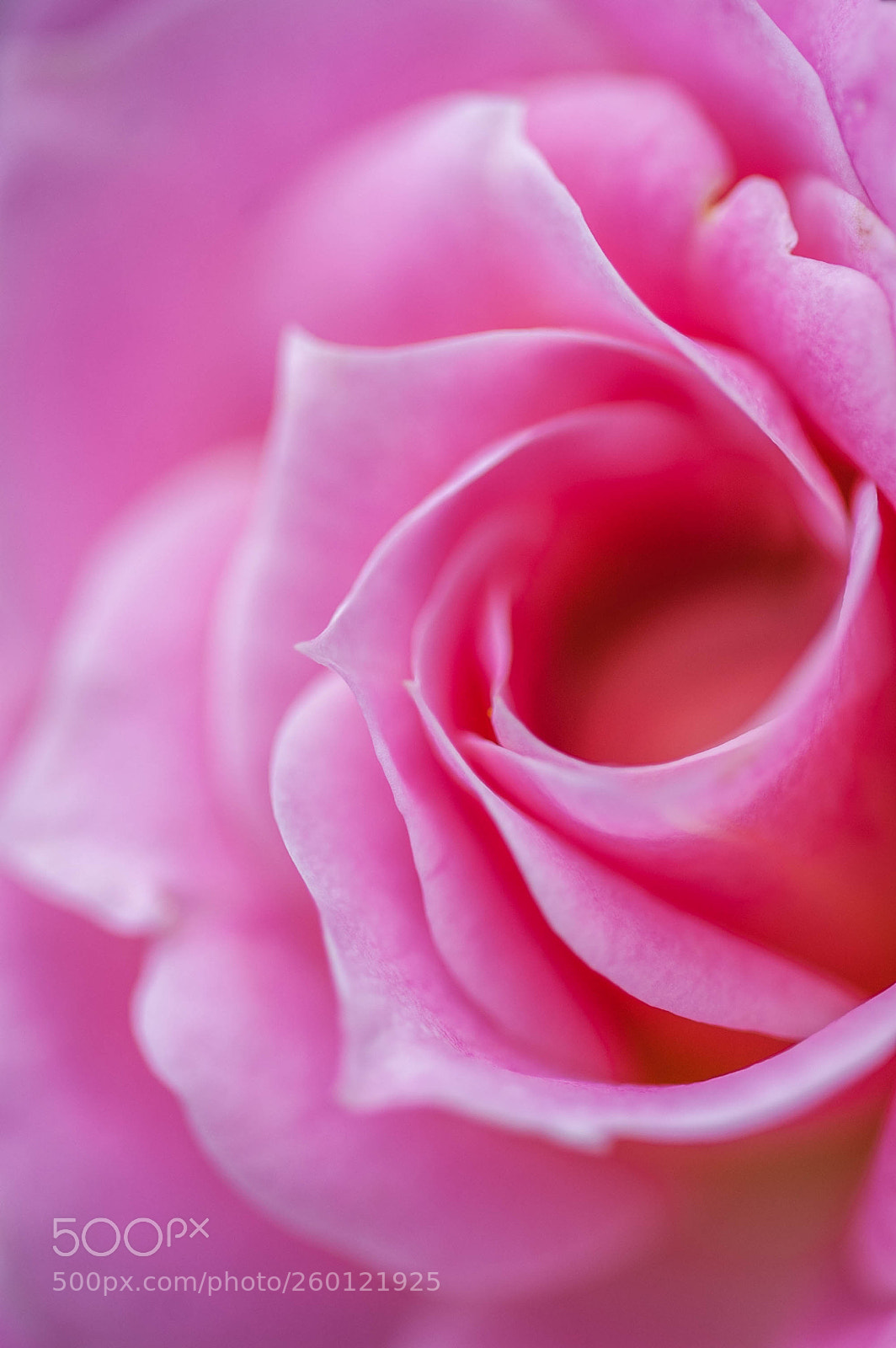 Nikon D50 sample photo. Dans son coeur photography