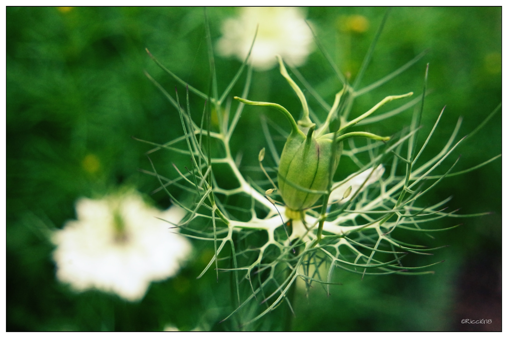 Samsung NX3300 sample photo. Nigella photography