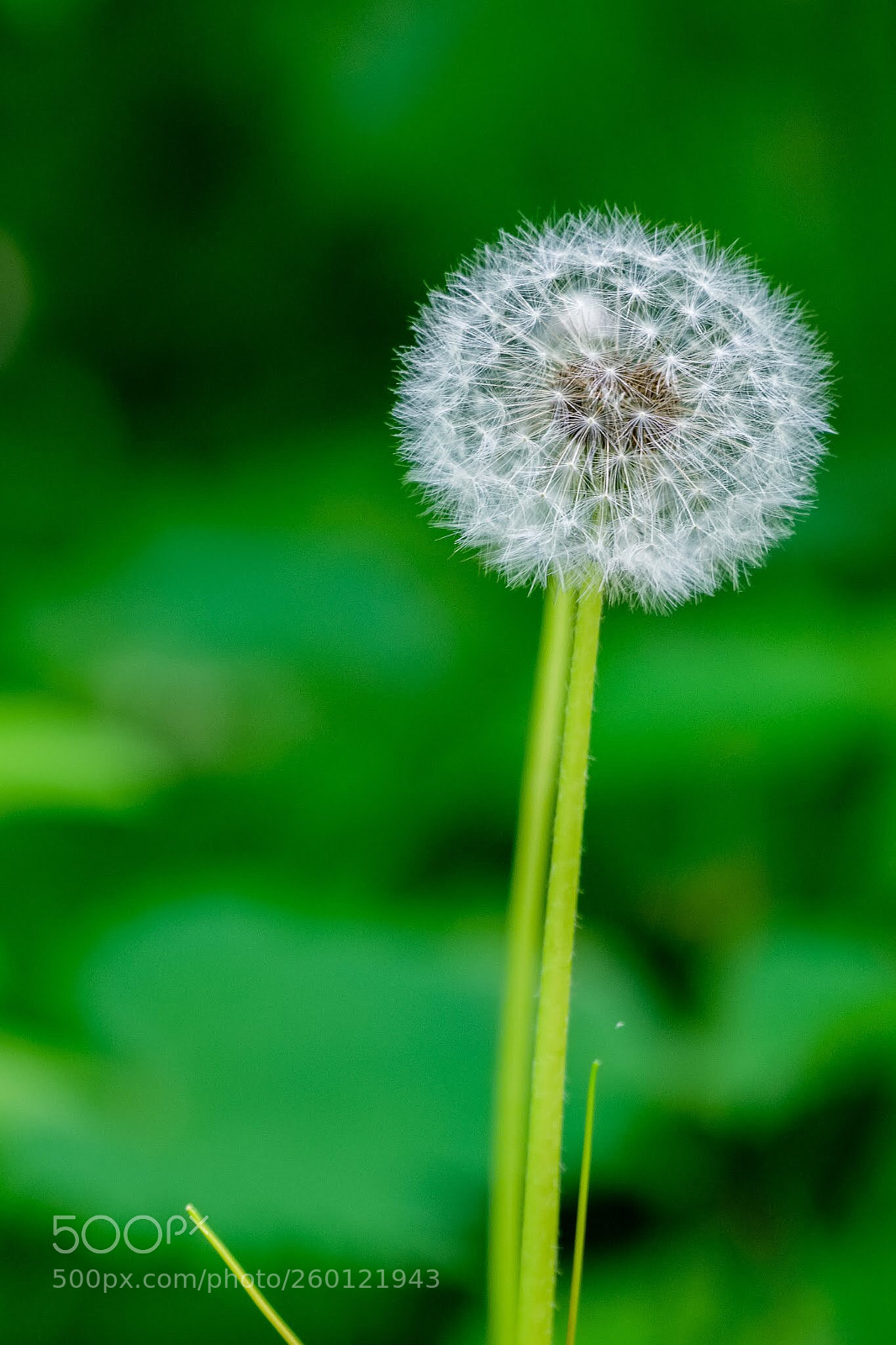 Fujifilm X-T2 sample photo. Dandelion skeleton  photography