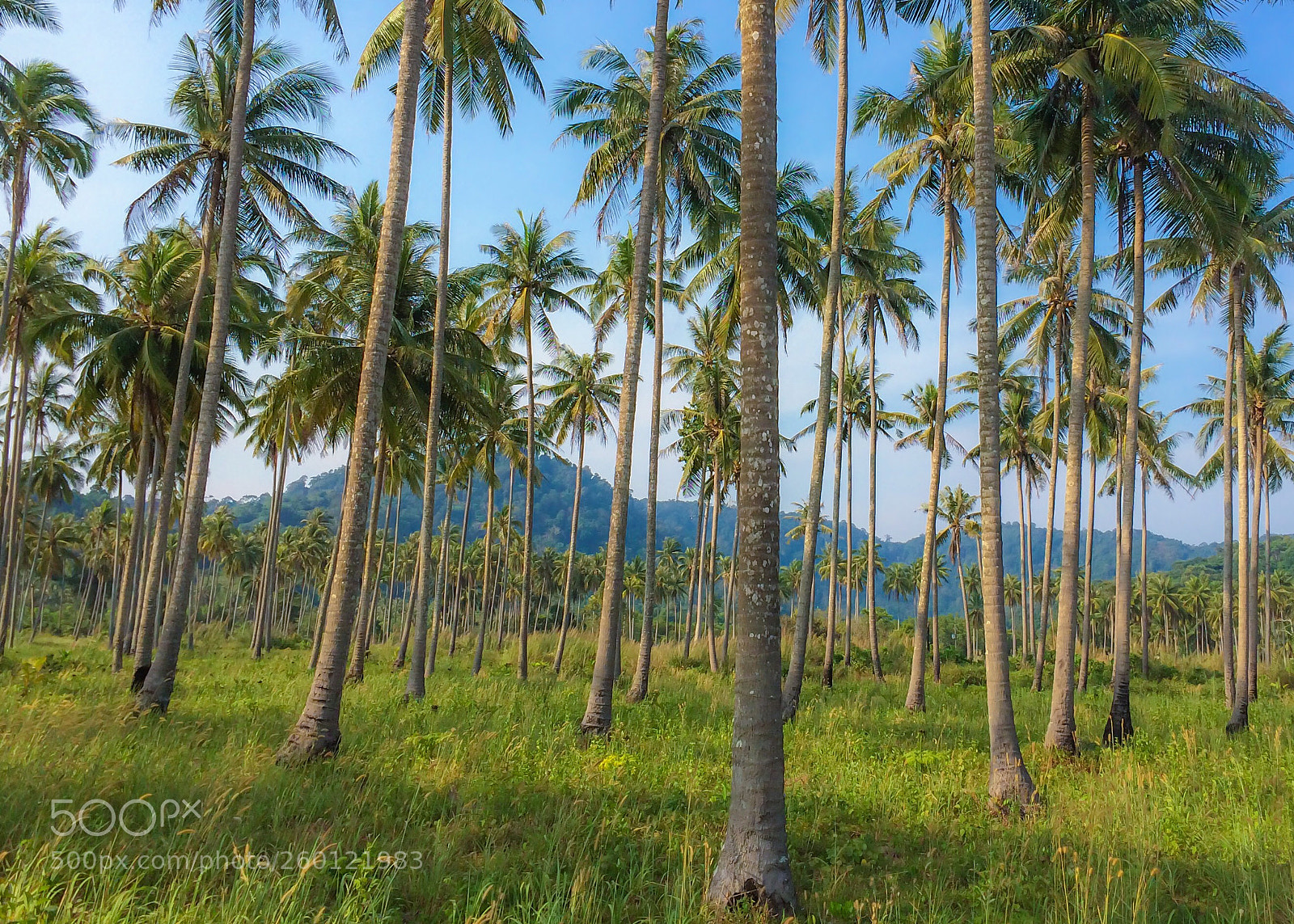 Apple iPhone 5s sample photo. Coconut forest photography