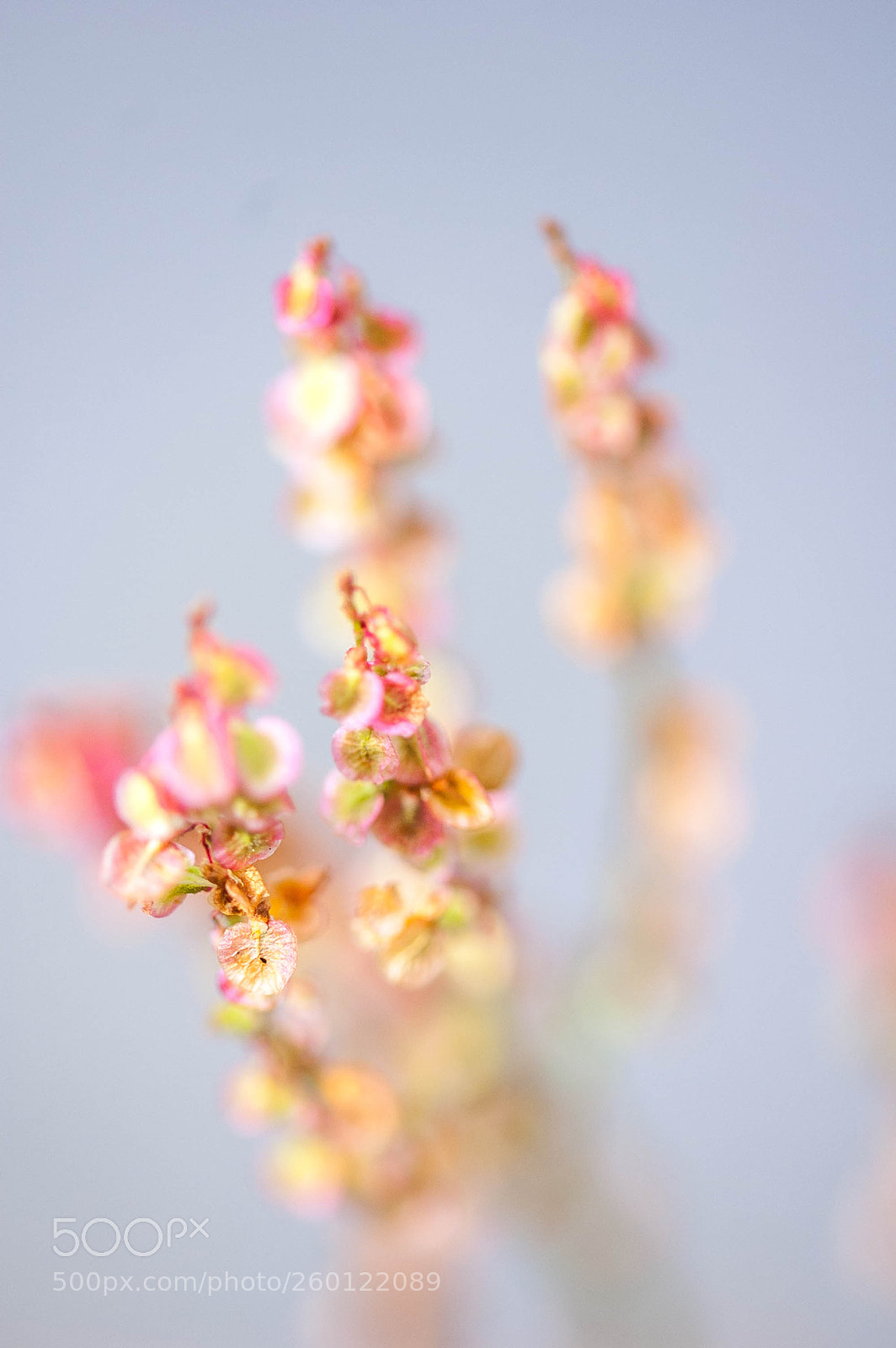 Nikon D50 sample photo. Douceur photography