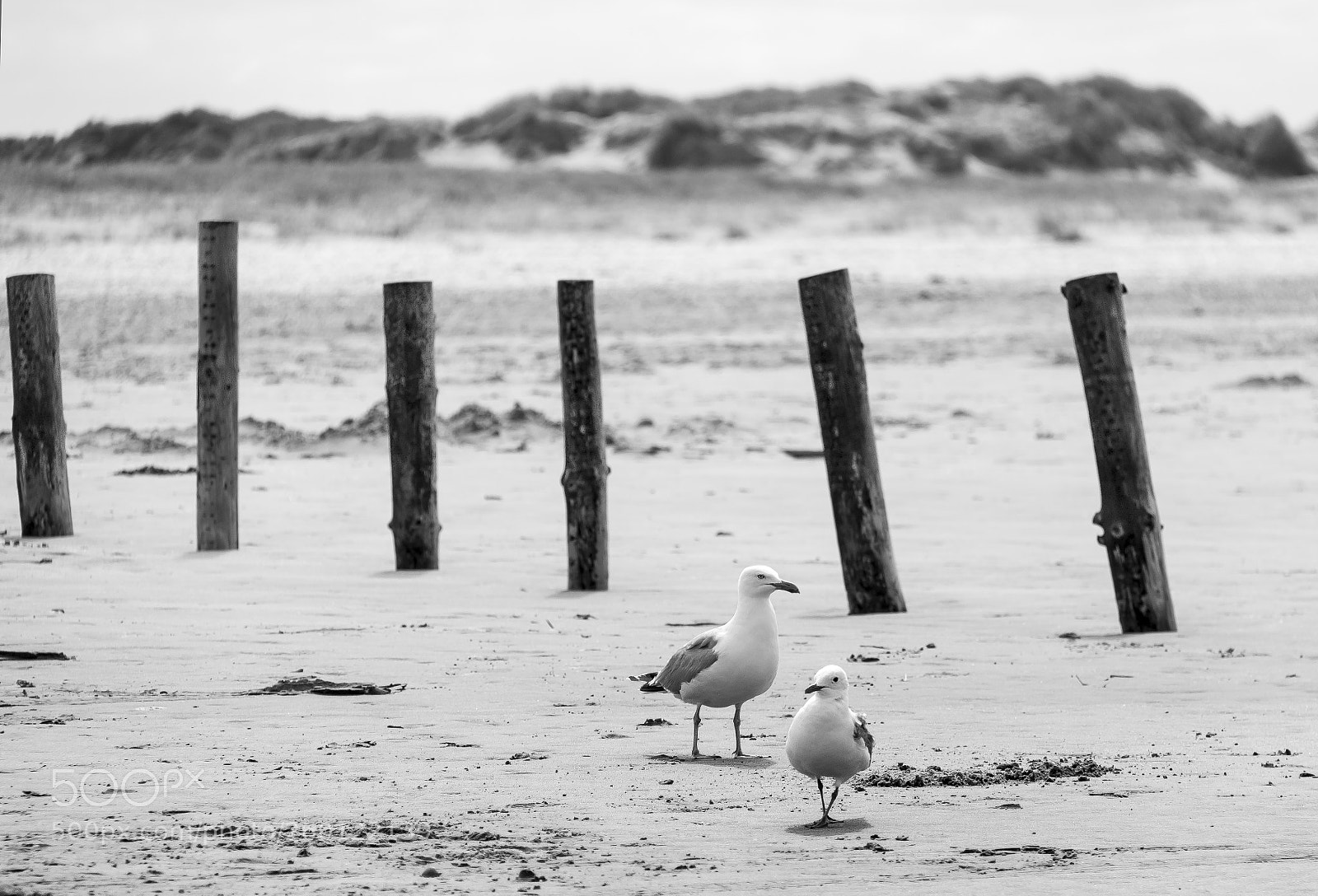 Canon EOS 600D (Rebel EOS T3i / EOS Kiss X5) sample photo. Rømø island photography