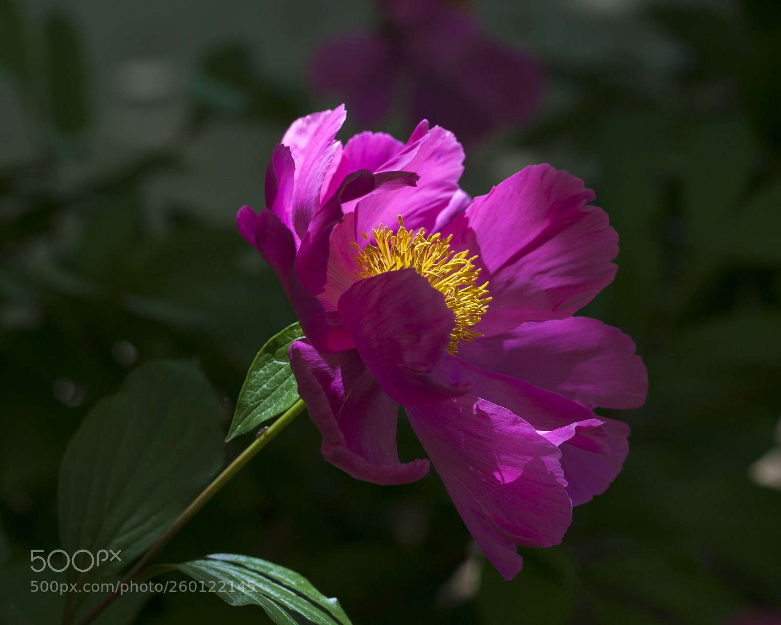 Canon EOS 5D Mark II sample photo. Peony photography
