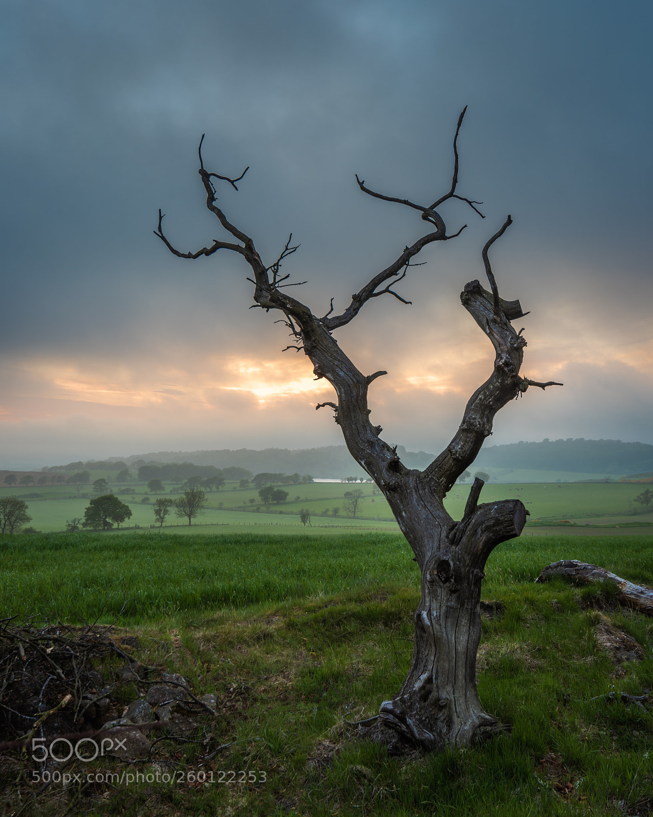 Nikon D810 sample photo. Beecraigs tree photography