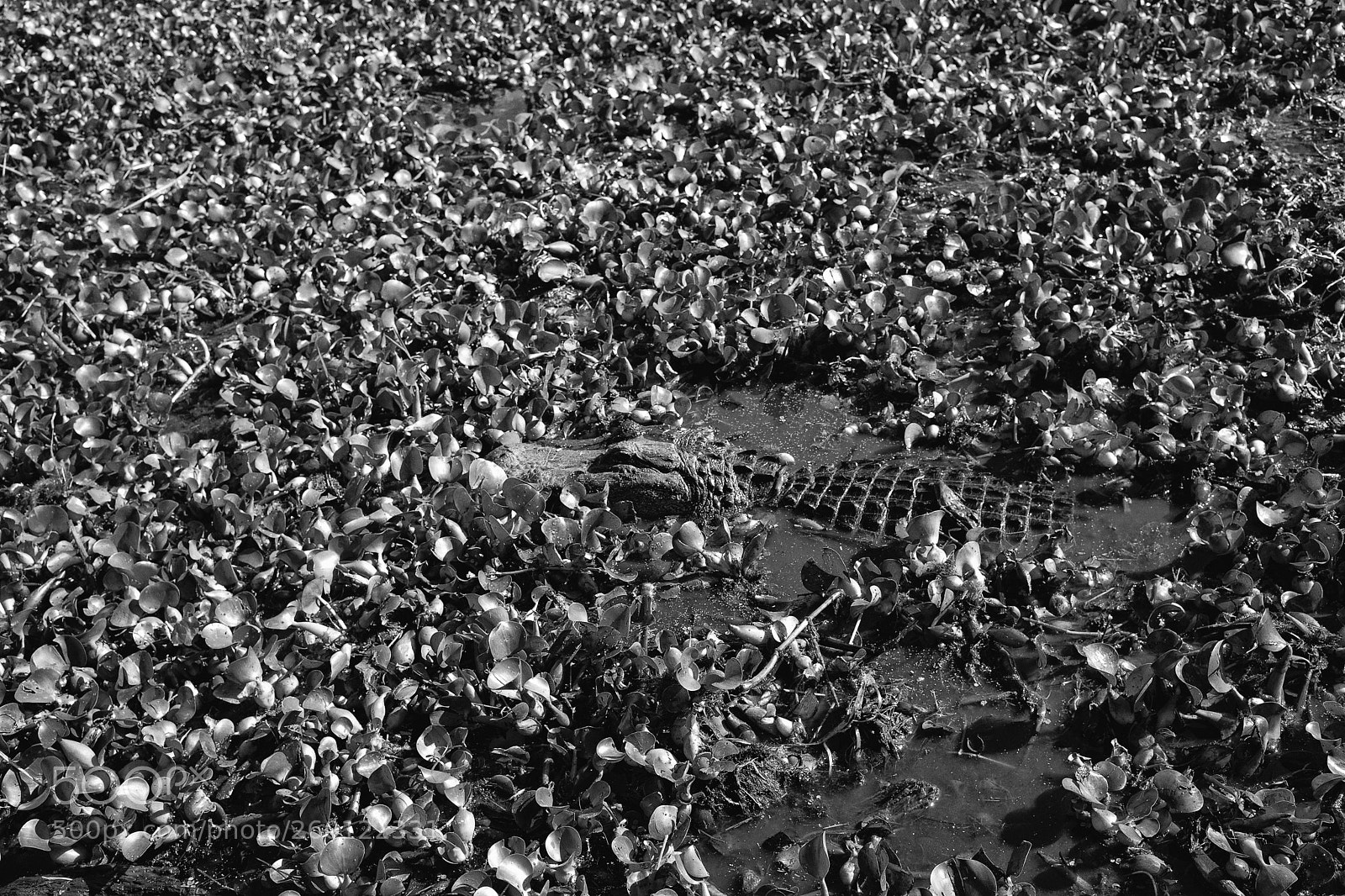 Leica M (Typ 240) sample photo. Lopenwith o photography