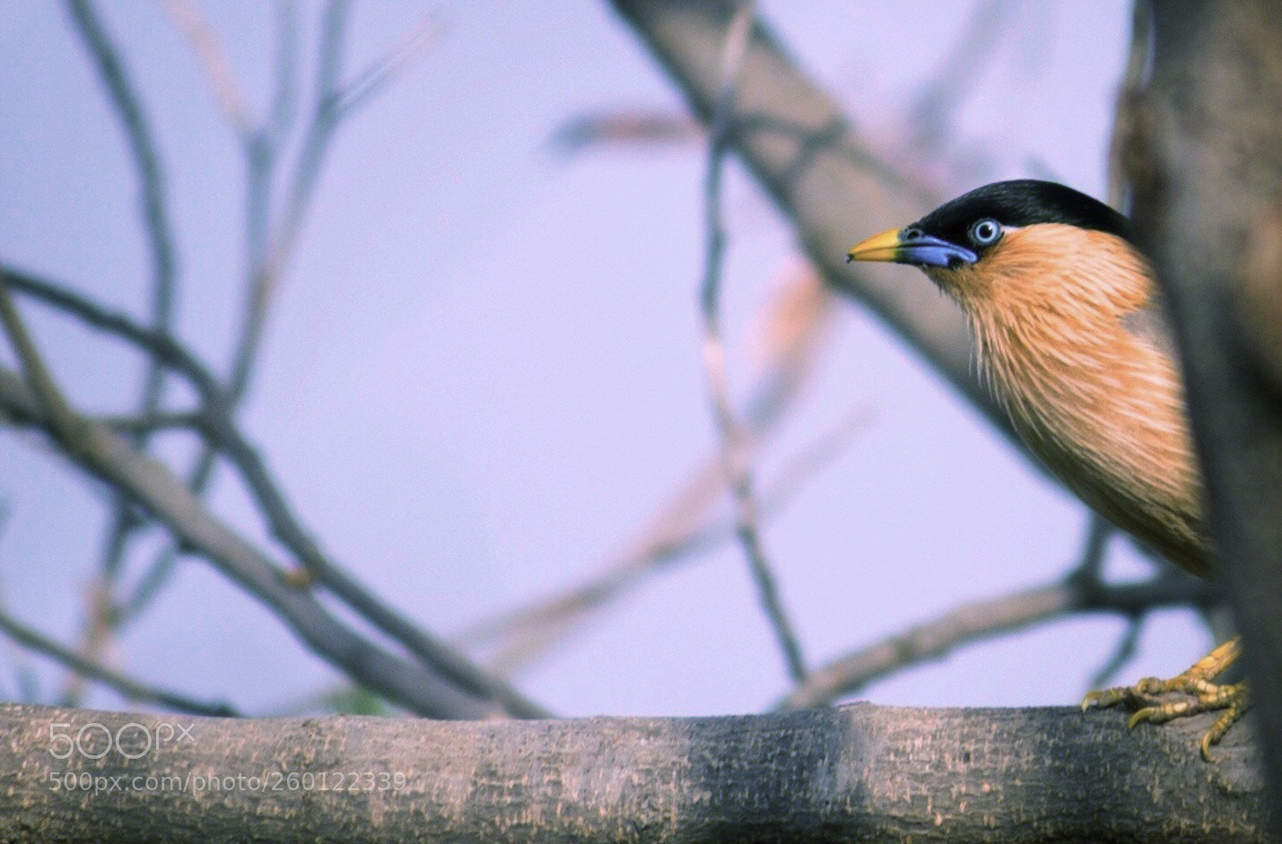 Canon EOS 1200D (EOS Rebel T5 / EOS Kiss X70 / EOS Hi) sample photo. Brahminy starling..! photography