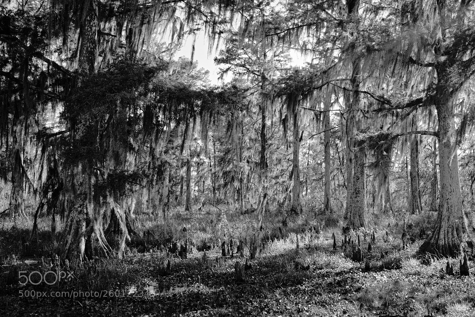 Leica M (Typ 240) sample photo. Lopenwithbw o photography