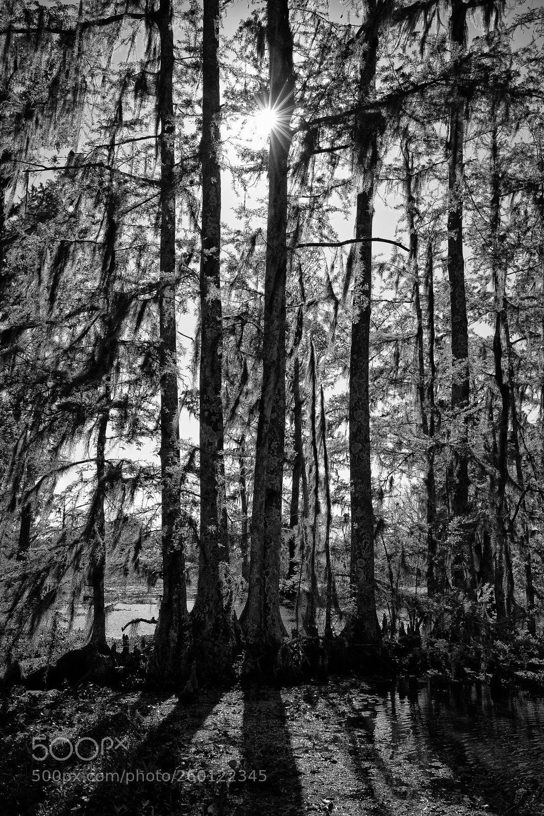 Leica M (Typ 240) sample photo. Lopenwithbw o photography