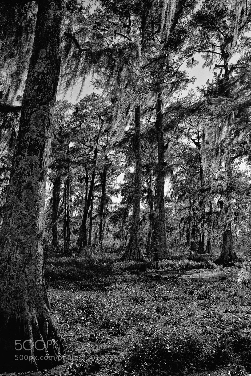 Leica M (Typ 240) sample photo. Lopenwithbw o photography