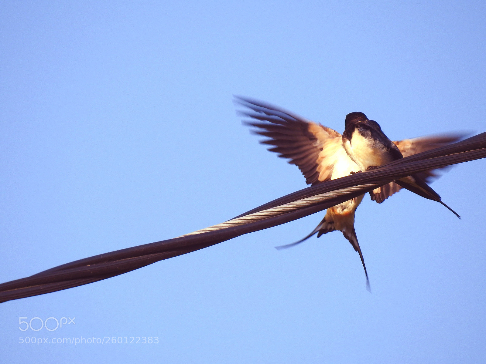 Nikon Coolpix P900 sample photo. Swallow conversation photography