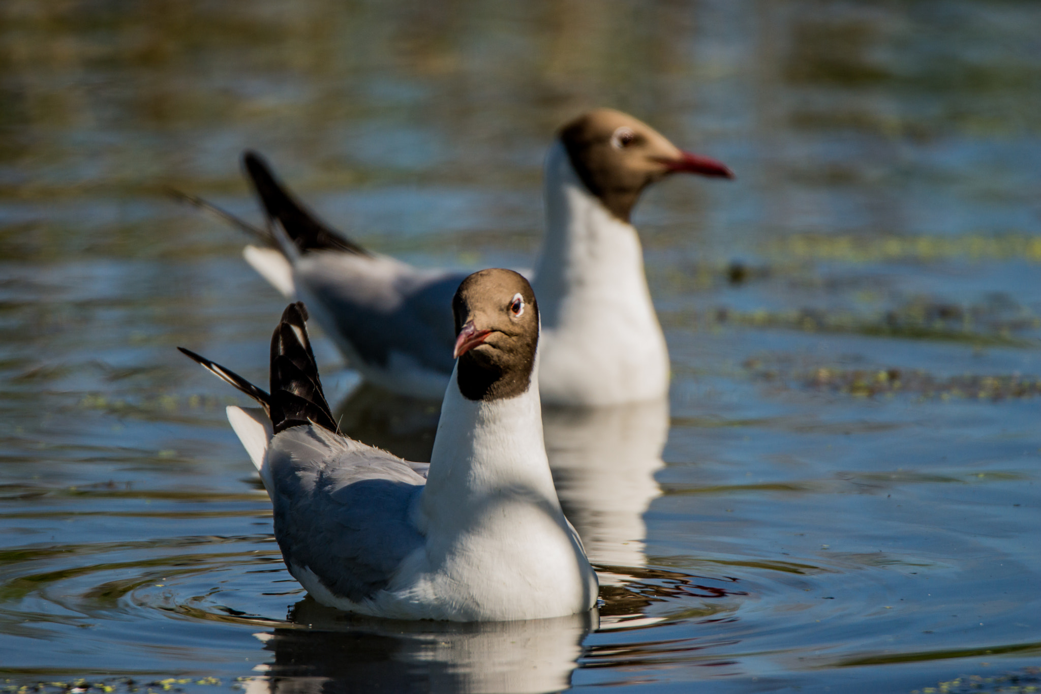 Sony SLT-A65 (SLT-A65V) sample photo. Two gulls in a pond photography