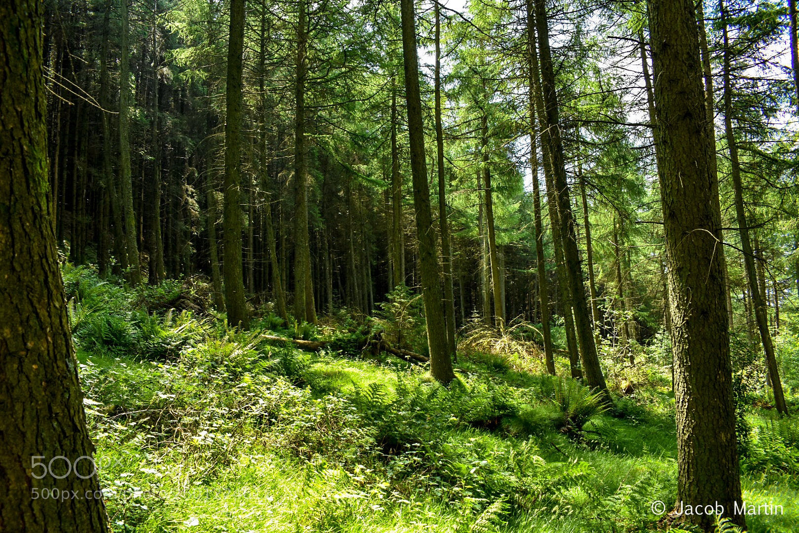 Nikon D3400 sample photo. A green view photography