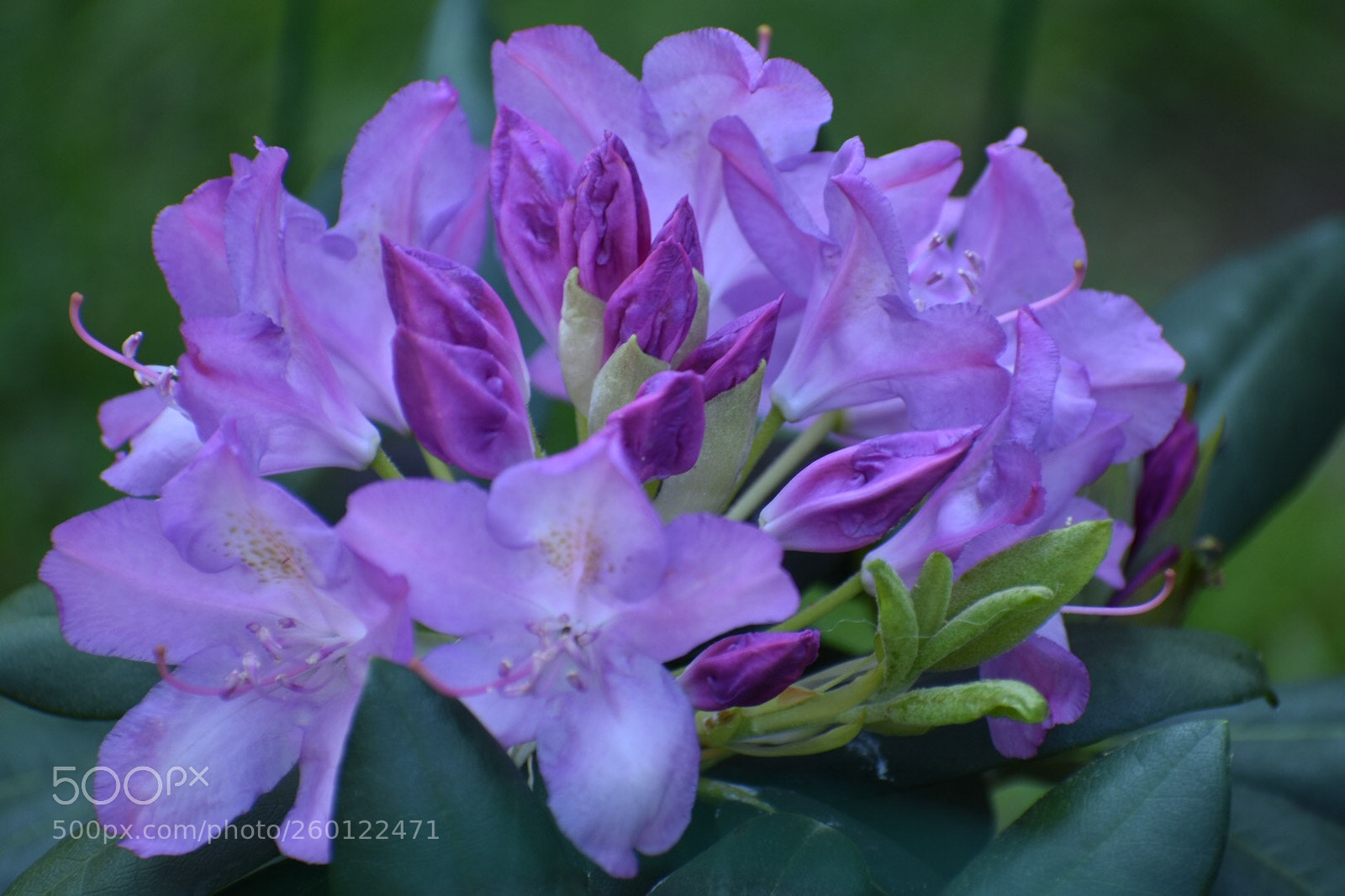 Nikon D3400 sample photo. Rhododendron  photography