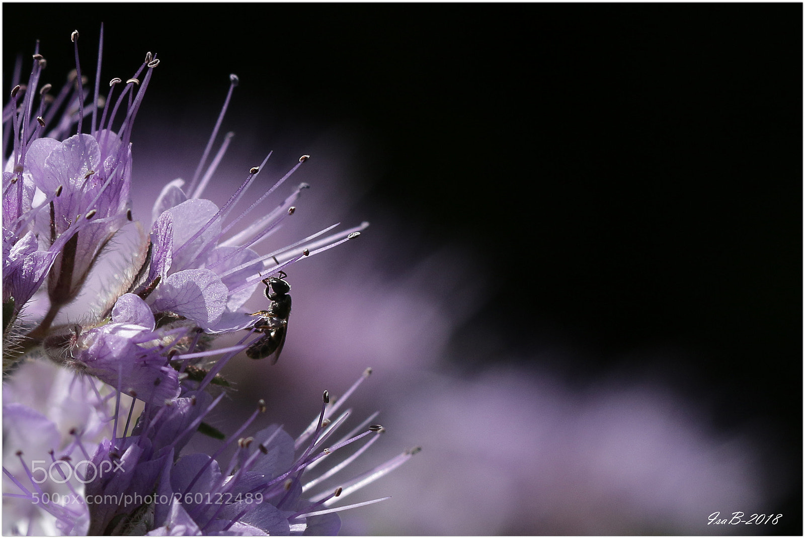 Canon EOS 70D sample photo. Img photography