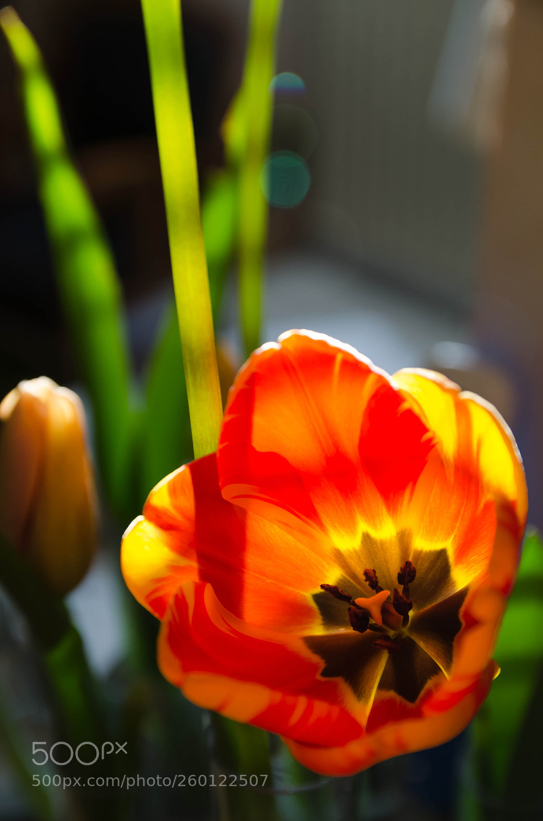 Nikon D7000 sample photo. Sunny flower photography