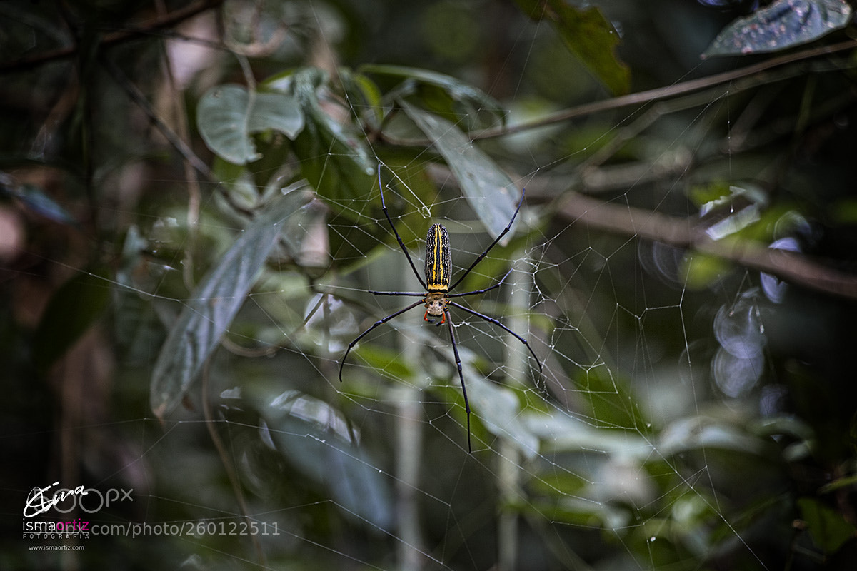 Canon EOS 6D sample photo. Spider photography