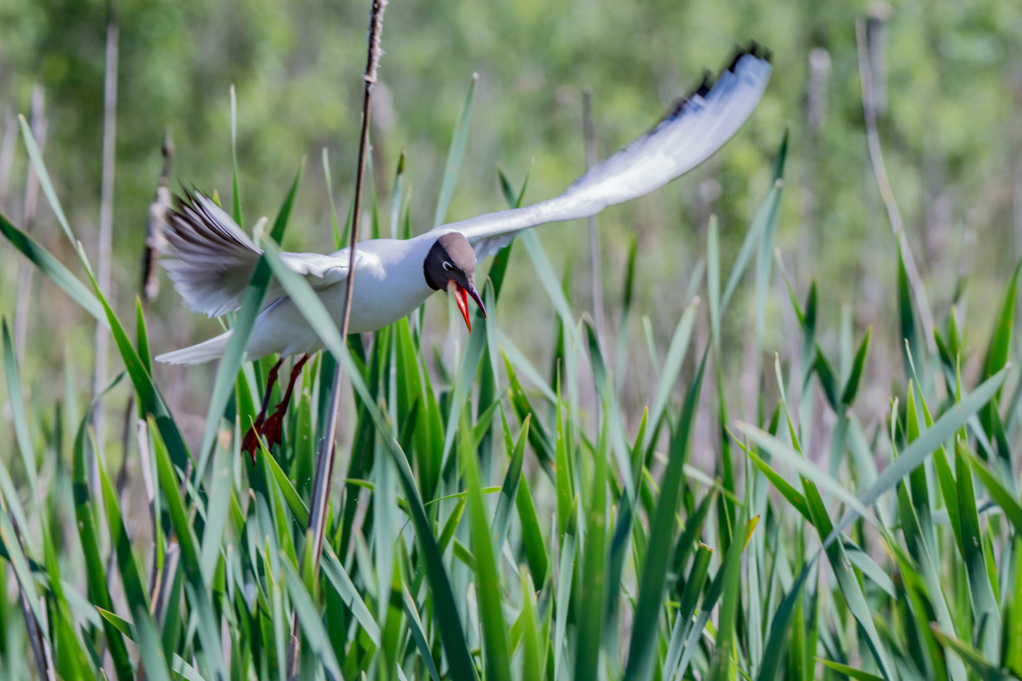 Sony SLT-A65 (SLT-A65V) sample photo. Two gulls in a pond photography