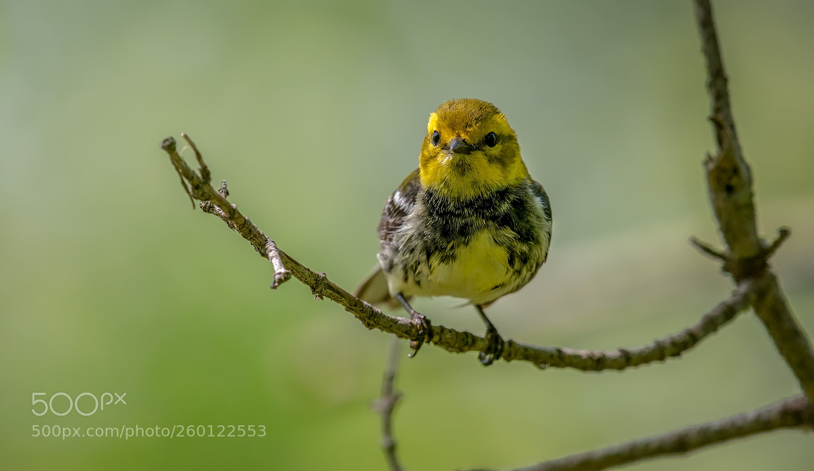 Nikon D500 sample photo. Black-throated green warbler photography